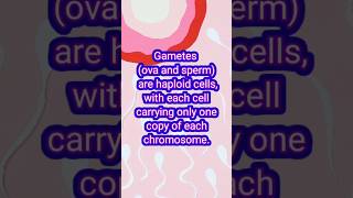 Gametes gametest sperm humanbody human gametes cell cycle phases female gametes ova [upl. by Johann]