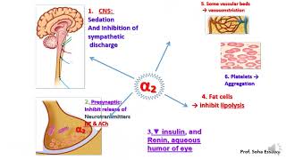 Revision Autonomic pharmacology 1 [upl. by Eelac]