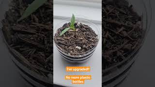 No more plastic bottles gardening container pots diy backstreetboys pop plants peppers herb [upl. by Fasto964]