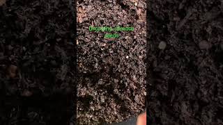 In the garden  seeds fyp gardening pattiskitchengardenandmore  7282024 [upl. by Arihsay]