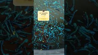 កូនសំបុក Black Star អាយុ ២ខែ sengbetta bettafish bettabreeding bettagrowing [upl. by Deonne822]