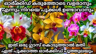 ഓർക്കിഡിൽ 100 കണക്കിന് പൂക്കൾ ഉണ്ടാവാൻ ഇതൊരു ഗ്ലാസ് മതി  Orchid Flowering Fertilizer Homemade [upl. by Bihas322]