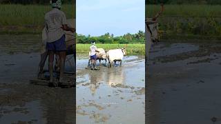 ploughing with bulls by farmer  bull ploughing the field cow ploughing the field ox ploughing field [upl. by Ahsilak53]