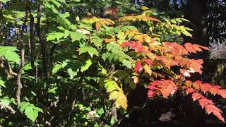 Leatherleaf Mahonia Pros and Cons [upl. by Maddalena104]