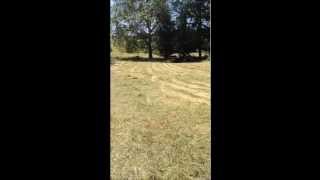 Tedding hay with a Massey Ferguson 135 and Cock Pheasant tedder [upl. by Marlon]