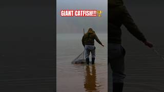 This was a GIANT fishing fish catfish fishonmyfriends quickcatchandrelease fishingvideo [upl. by Raual637]