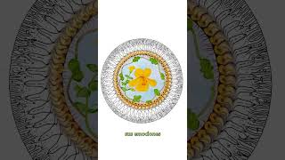 Método Alquimia Mandalas Mandala Mimulus saludmental psicologia mandala sana espiritualidad [upl. by Poll103]