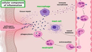 The Inflammatory Response [upl. by Xever99]