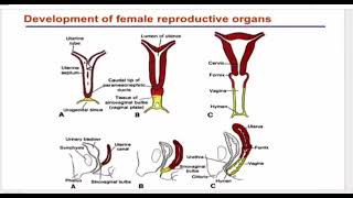 Development of the genital system [upl. by Anelim294]