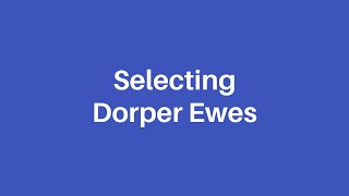 How to select a dorper ewe [upl. by Retxab]