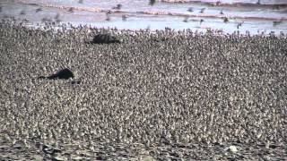 Flight of the Sandpipers Dorchester NB [upl. by Janela885]