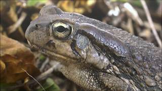 Raucous Toad calling Sclerophrys capensis [upl. by Enner990]