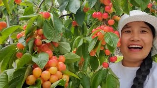 Amazing cherry farm so many cherry on the tree [upl. by Eulalia783]