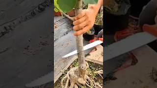 New tips garfting plant in your garden shorts farming agrico viralfarming [upl. by Guillaume26]