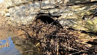 UNCLOGGING BEAVER DAM IN CULVERT Beaver Dam Removal [upl. by Rebliw554]