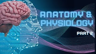 Introduction to Anatomy and Physiology part 2 [upl. by Tarrsus351]