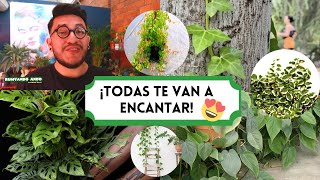 ¡6 PRECIOSAS ENREDADERAS para tu HOGAR🤩🌿¡TAPIZA tus PAREDES o MUROS llenando de VIDA y ELEGANCIA🥰 [upl. by Norramic]