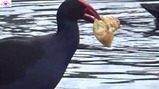 Swamphens great meal grabbed by Black Swan [upl. by Ahsil323]