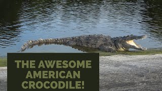 AWESOME AMERICAN CROCODILES [upl. by Leiso237]