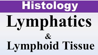 Chp9a Histology Inder Bir Singh  Lymphatics amp Lymphoid Tissue  Dr Asif Lectures [upl. by Lahsiv91]