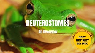 Deuterostomes  An Overview PhDWallahGamer [upl. by Nosredneh996]