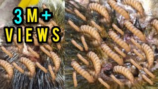 thousands of maggots are remove from a street dogdogyoutubevideo [upl. by Henleigh]