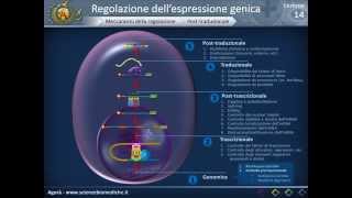 Biologia 14  Regolazione dellespressione genica [upl. by Godred]