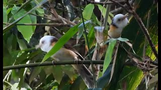 Collared Babbler 4K [upl. by Gwenore]