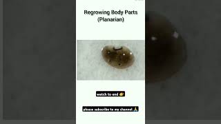 Regeneration body parts of planarian🦪🦪 [upl. by Ronnie]