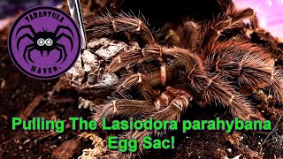 Pulling the Lasiodora Parahybana Egg Sac [upl. by Raab757]