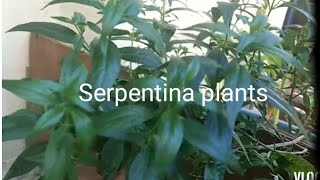 Serpentina herbal plantsHealth Benefitsisarogbicolvlog9612 [upl. by Egief405]