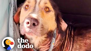 Stray Dog Chooses His Family By Jumping Into Their Car  The Dodo [upl. by Isbel]