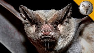 Catching Bats by Hand  The Mexican Free Tailed Bat [upl. by Seiden]