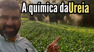 UREIA NA TERRA SECA É A MELHOR OPÇÃO [upl. by Rosamond]