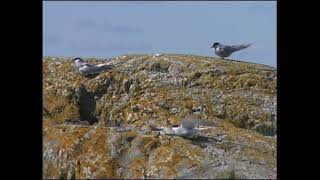 Silvertärna  Sterna paradisaea  Arctic Tern  ljudsound [upl. by Adiaz434]