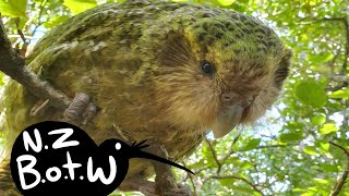 Kakapo  New Zealand Bird of the Week [upl. by Seligmann]