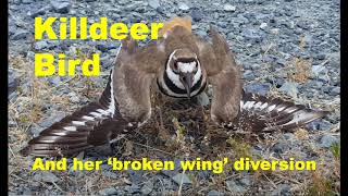 A Killdeer Bird and her broken wing act  Kildeer Call KildeerCall KildeerBird BrokenWingAct [upl. by Niran]