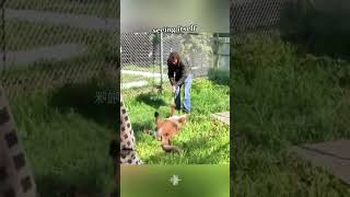 A Cougars Unexpected Visit CougarEncounter WildlifeRescue AnimalControl unexpectedvisitor [upl. by Xel]