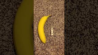 How to remove a clothespin from a banana [upl. by Shandy]