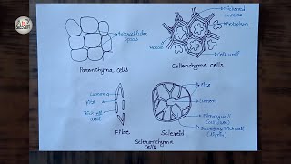 How To Draw Parenchyma Collenchyma amp Sclerenchyma Plant Tissue in simple way [upl. by Ahtiekahs]