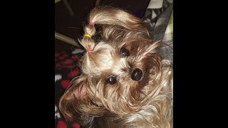 Pansy Complains To Mommy About No Cookies yorke yorkieSpoiledYorkieCOOKIESsmartdogsvideo [upl. by Anaiq]