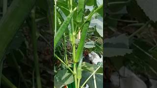 New technique for growing okra plant okra okrafarming farming viral shorts [upl. by Subir]