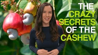 The Crazy Secrets of the Cashew Why Cashews Are Never Sold in Their Shells [upl. by Revkah913]