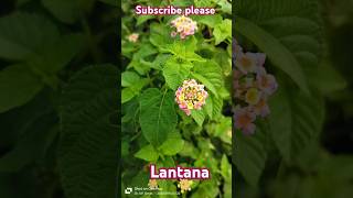 lantanacamara verbenaceae plantbiology trending viralvideo motivation facts science notes [upl. by Cohligan292]