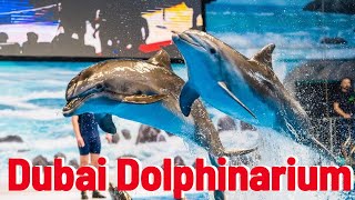 Dolphin Show in Dubai Creek Park  UAE Vlogs dolphin watersport dubai [upl. by Luciano]