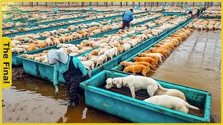 Dog Farm  China Raises 115 Million Dogs to Export Meat Every Year  Farming Documentary [upl. by Maller37]