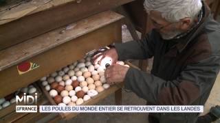 ANIMAUX  Les poules du monde entier se retrouvent dans les Landes [upl. by Mccourt236]