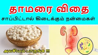 தாமரை விதை சாப்பிட்டால் கிடைக்கும் நன்மைகள் Thamarai Vithai Payangal In Tamil  Lotus Seed Makhana [upl. by Ydoow81]