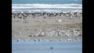 Exploring Galveston Island  360 Degree  5k  VR Experience [upl. by Rieger526]