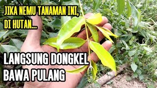 Tanaman Hutan Liar Bisa untuk dijadikan BONSAI Keren [upl. by Nnylaj]